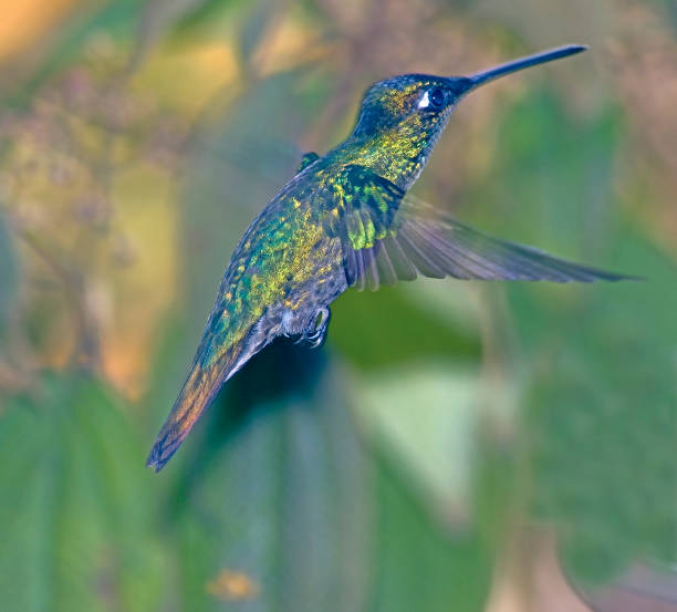 istock Bird-Hummingbird,Magnificient in flight 153477448