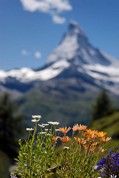 Fundo Flor com Matterhorn - fotografia de stock