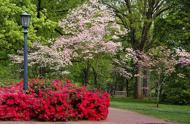 istock Dogwood and Azaleas 153478101