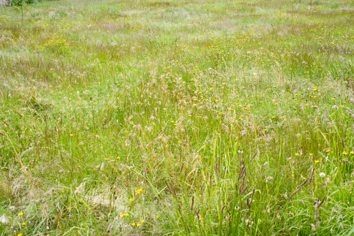 Campo de tall grass II photo