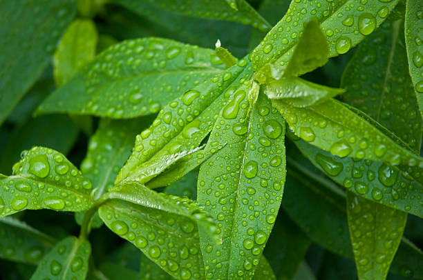 Green Foliage and rain drops stock photo