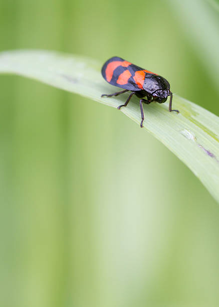 istock Red and Black Froghopper ( Cercopis vulnerata ) 153478421