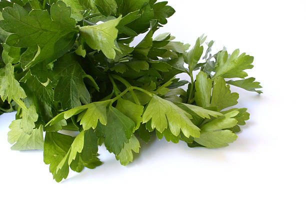 parsley stock photo