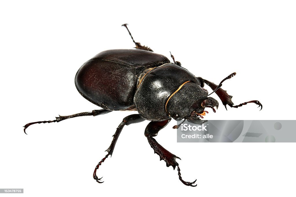 Beetle-1 Close-up shot of a beetle isolated on white background Animal Antenna Stock Photo