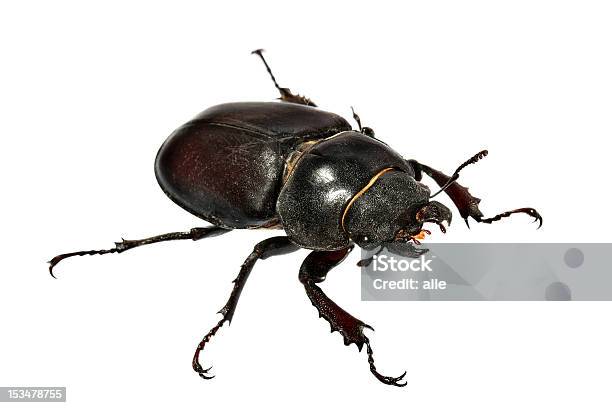 Beetle1 Stock Photo - Download Image Now - Animal Antenna, Animal Body Part, Animal Foot