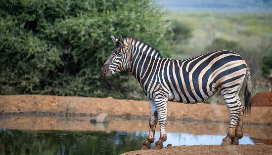 A healthy looking zebra at a water hole