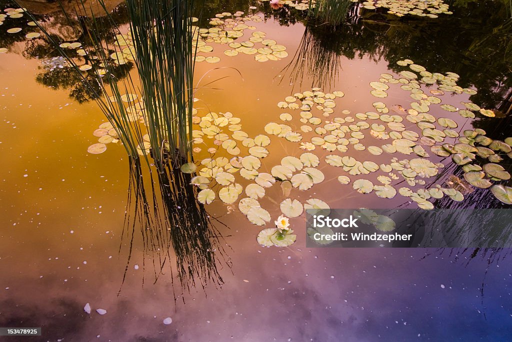Lily pond - Zbiór zdjęć royalty-free (Bagno)