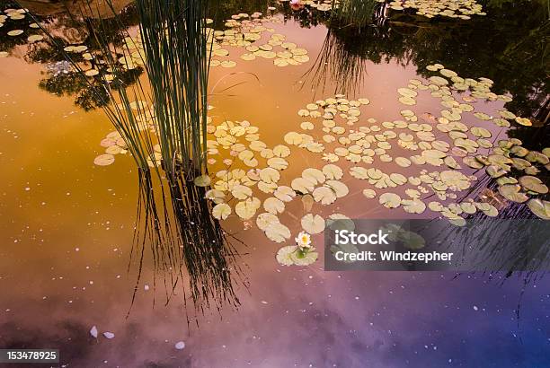 Foto de Lago Com Lírio Dágua e mais fotos de stock de Azul - Azul, Azul Real, Caniço