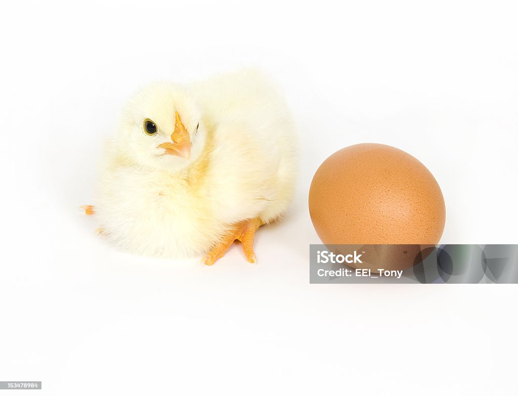 Baby chick i brązowy jaja - Zbiór zdjęć royalty-free (Biały)