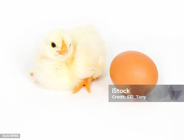 Baby Chick I Brązowy Jaja - zdjęcia stockowe i więcej obrazów Biały - Biały, Brązowy, Cholesterol