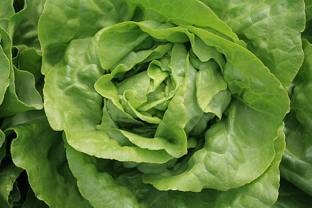 istock Head of letttuce 153479032