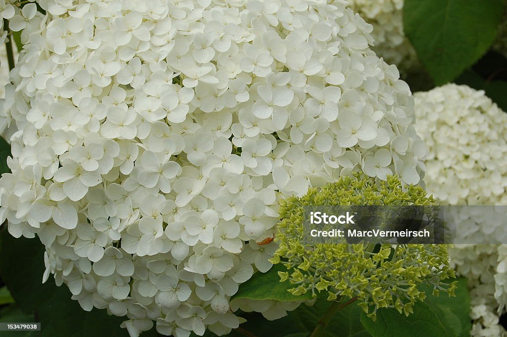 Hydrangea Hydrangea Annabelle-Hortensia Beauty Stock Photo