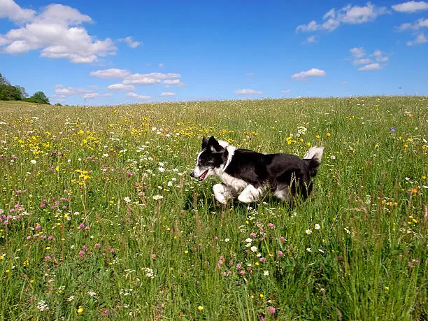 Dog (Border-Collie Mix) jumps on a breakfast meadow. Afternoon, blue sky.