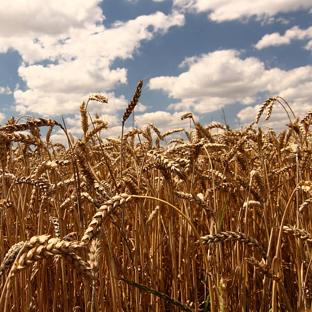 wheat field stock photo