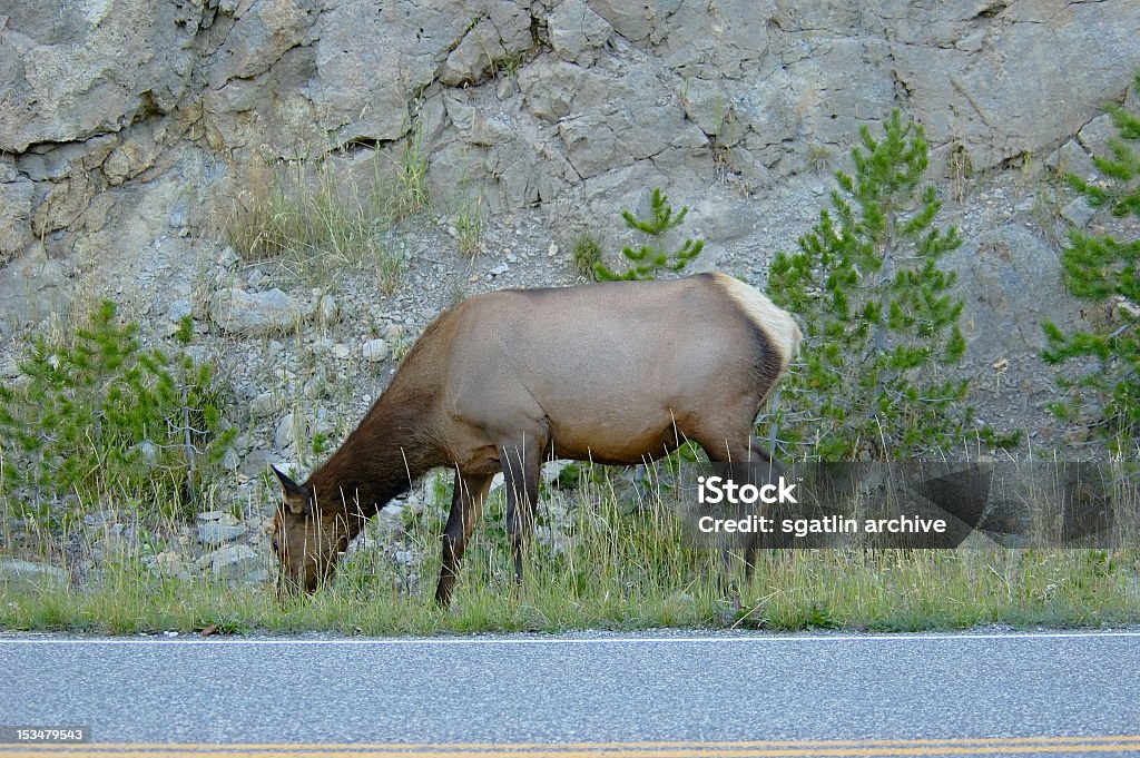 Elk pela Highway - Foto de stock de Animal royalty-free
