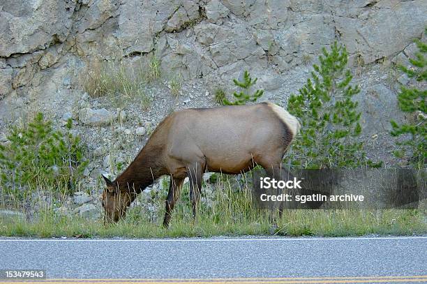 Foto de Elk Pela Highway e mais fotos de stock de Animal - Animal, Animal selvagem, Caribu - Cervo