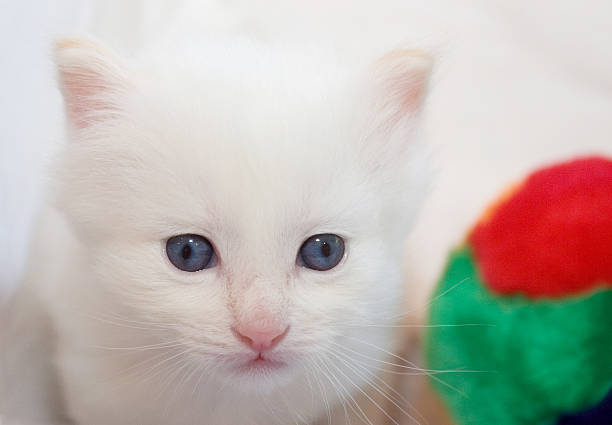 Pensive white kitten with blue eyes - closeup stock photo