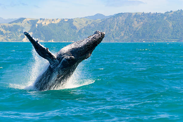 baleia-de-bossas saltar fora da água - maui imagens e fotografias de stock