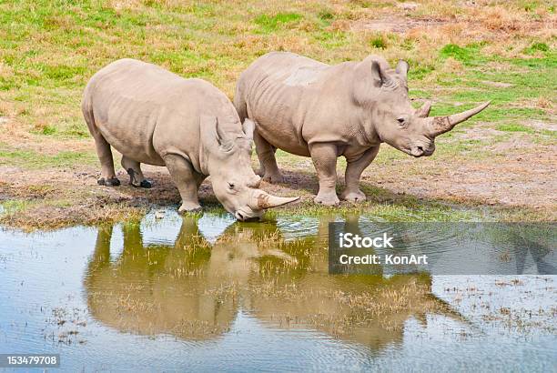 Zwei Rhinozeros Trinken Am See Stockfoto und mehr Bilder von Afrika - Afrika, Baum, Bedrohte Tierart