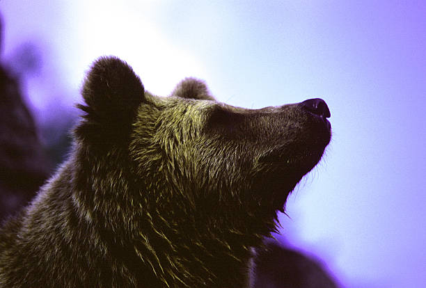 Grizzly Pride stock photo