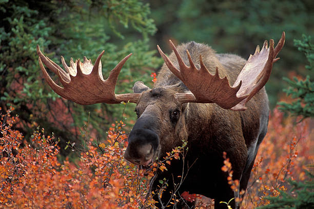 Bull Moose Bull moose (Alces alces) feeds on fall foliage (Dwarf Birch), Denali Nat'l Park, Alaska. bull animal photos stock pictures, royalty-free photos & images