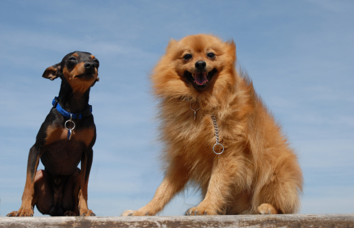 two friends purebred dogs: pomeranian spotz and miniature pinsher