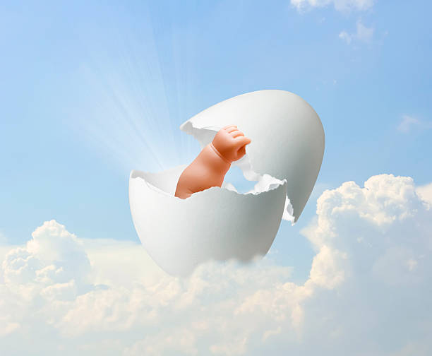 The baby in an egg
