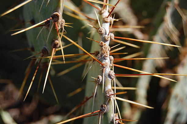 cactus thorns prickley pera - prickley pear cactus fotografías e imágenes de stock