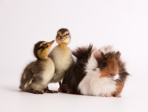 Group of pets: guinea and ducklings, studio shot, front view, white background