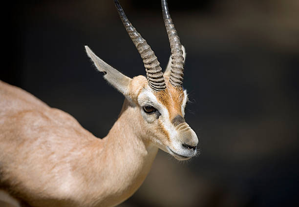 Gazelle stock photo