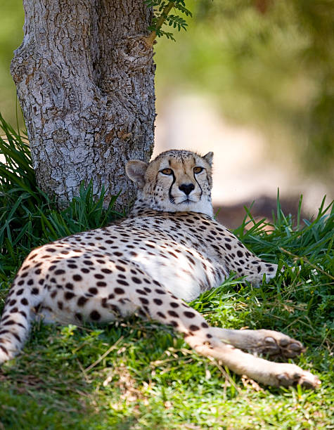 Cheetah stock photo