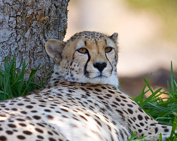 Cheetah stock photo