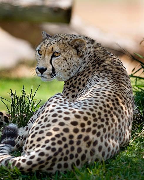 Cheetah stock photo