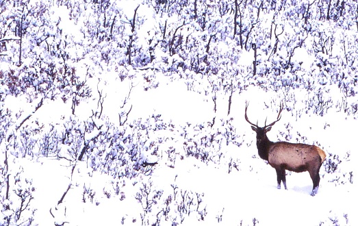 A bull elk stands in a grove of small trees and large bushes and deep snow