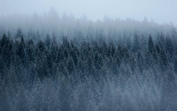 Bosque de pinos, en la niebla - foto de stock