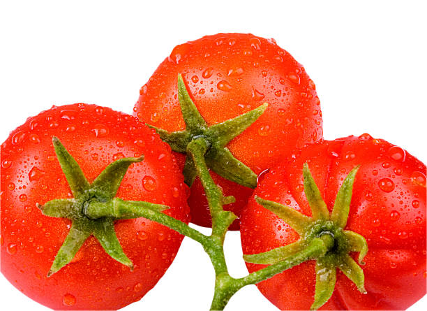 Tomato stock photo