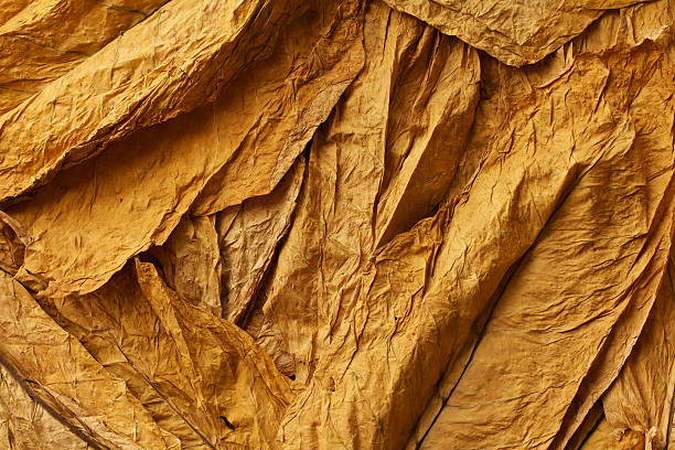 tabacco - dry leaves foto e immagini stock