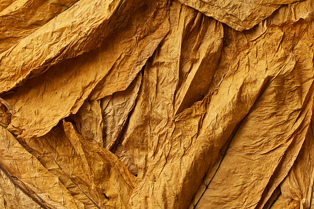 close up of dried tobacco leaves - rookwaren stockfoto's en -beelden