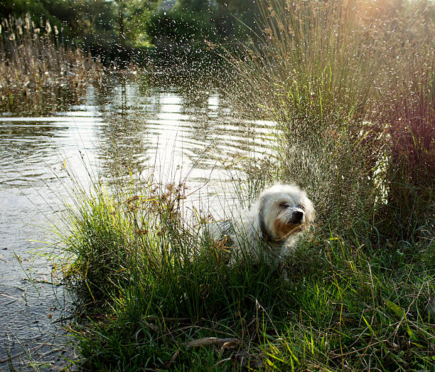 Cute White dog with long hair, running and playing at a creek, Adult Coton de Tulear Breed