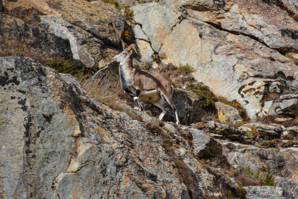 Bharal (known as blue sheep) jumping on the hillside of Himalaya Mountains, Nepal Bharal (known as blue sheep) jumping on the hillside of Himalaya Mountains, Nepal blue sheep photos stock pictures, royalty-free photos & images