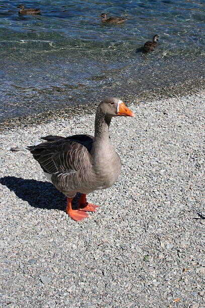istock New Zealand Goose 153480821