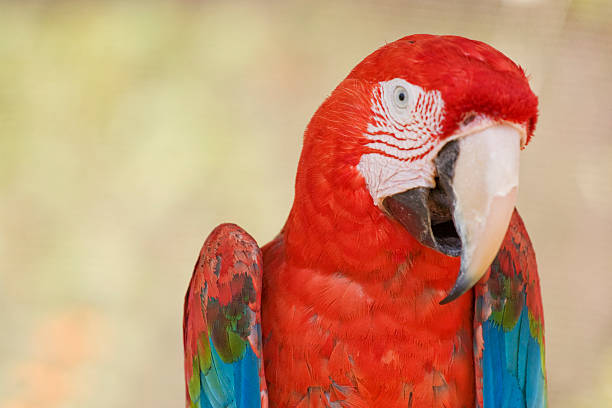 Macaw Parrot stock photo