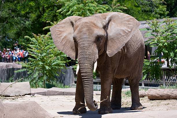 elephant - zoo stockfoto's en -beelden