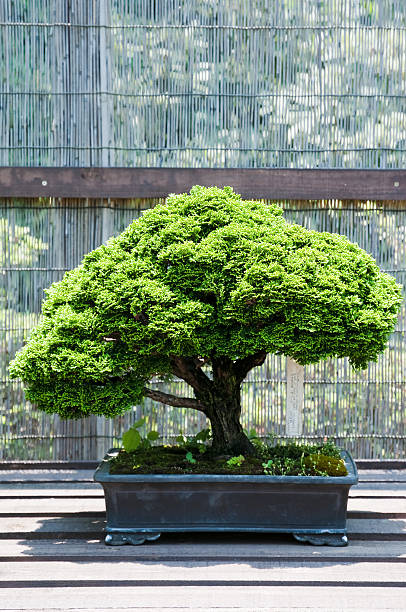 Bonsai "Bonsai of an old ""hinoki"" tree.        " chamaecyparis stock pictures, royalty-free photos & images