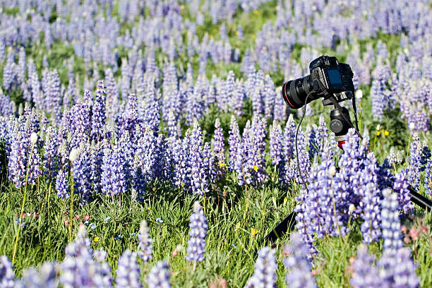 istock nature photography 153481130