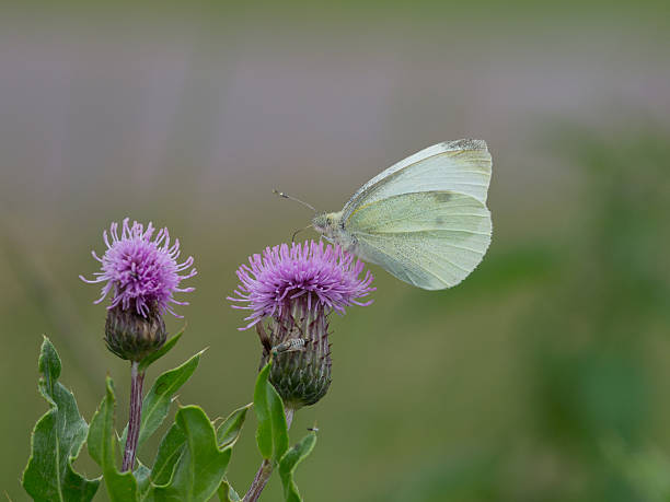 Large White on a thistle stock photo