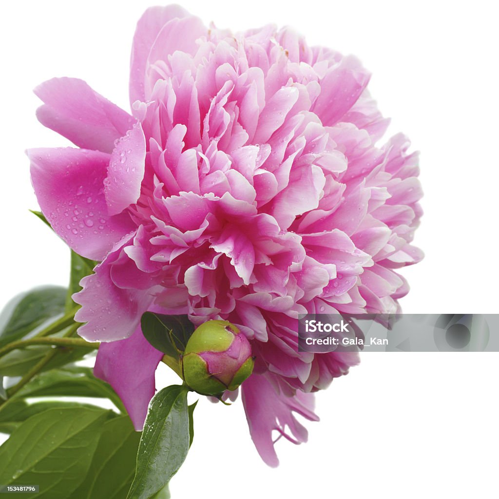 Peonia rossa - Foto stock royalty-free di Bellezza naturale