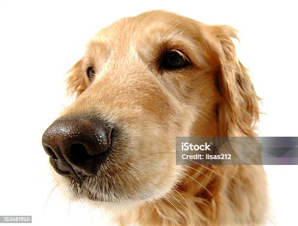 Funny Perro Foto de stock y más banco de imágenes de Animal - Animal, Belleza de la naturaleza, Cabello largo