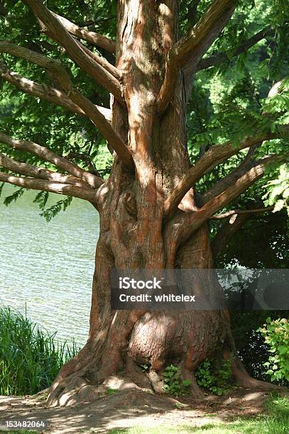 Velha Árvore Solitária - Fotografias de stock e mais imagens de Antigo - Antigo, Ao Ar Livre, Arcaico