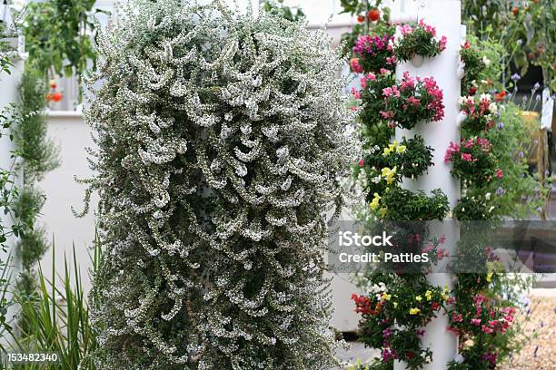 Hydroponic Invernadero De Flores Foto de stock y más banco de imágenes de Agricultura - Agricultura, Botánica, Crecimiento